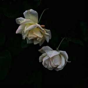 91丨推特丨白浆㊙️
